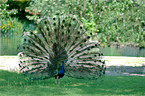 peacock