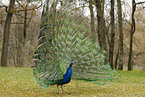peacock