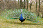 peacock