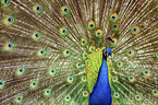 Peafowl portrait