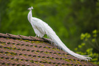 peafowl