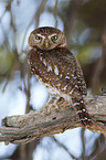 pearl-spotted owlet