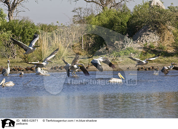 Pelikane / pelicans / MBS-02871