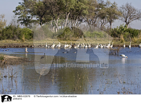 Pelikane / pelicans / MBS-02876