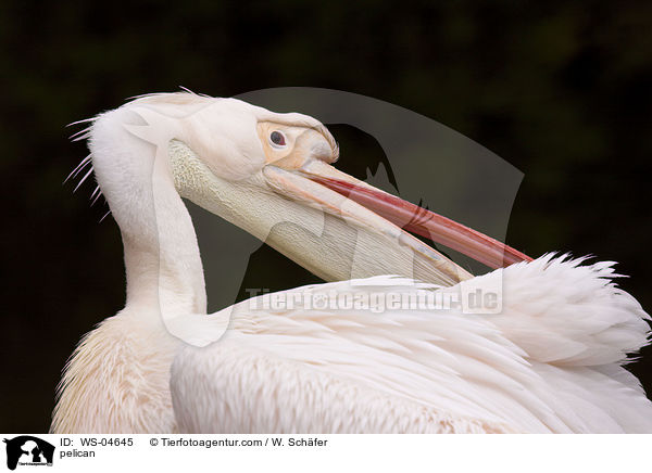 Pelikan / pelican / WS-04645
