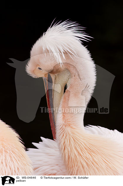 Pelikan / pelican / WS-04646