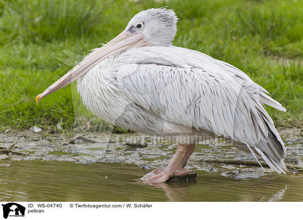 Pelikan / pelican / WS-04740