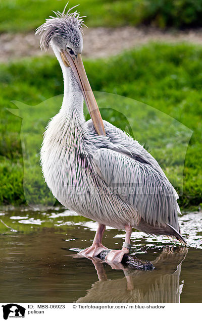 Pelikan / pelican / MBS-06923