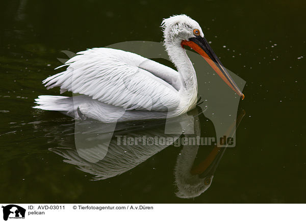 Pelikan / pelican / AVD-03011