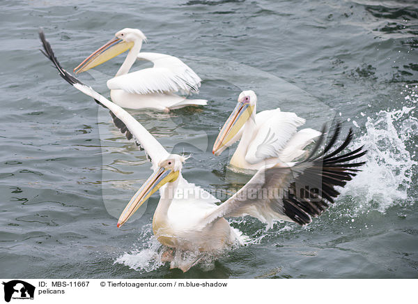Pelikane / pelicans / MBS-11667