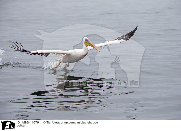 Pelikan / pelican / MBS-11676