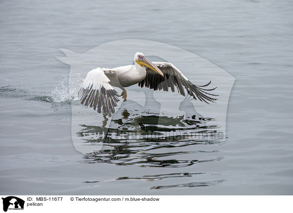 Pelikan / pelican / MBS-11677