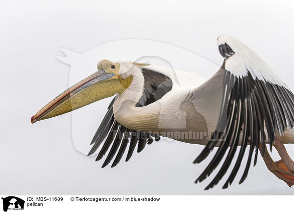 Pelikan / pelican / MBS-11689