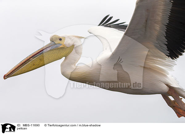 Pelikan / pelican / MBS-11690