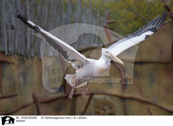 Pelikan / pelican / AVD-05289