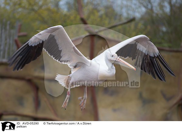 Pelikan / pelican / AVD-05290