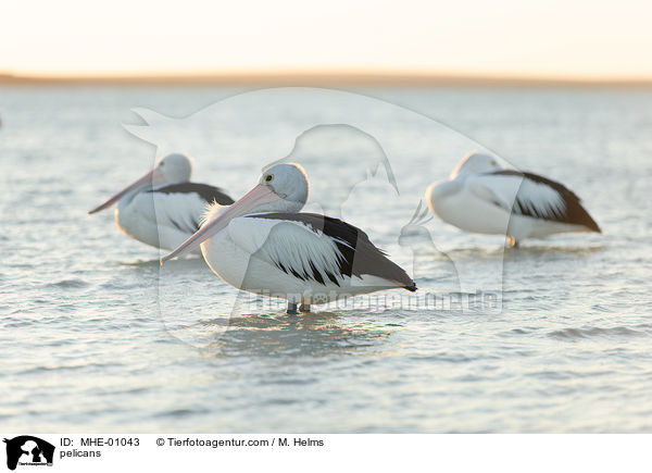 Pelikane / pelicans / MHE-01043