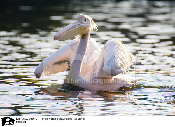 Pelikan / Pelican / MAZ-05912