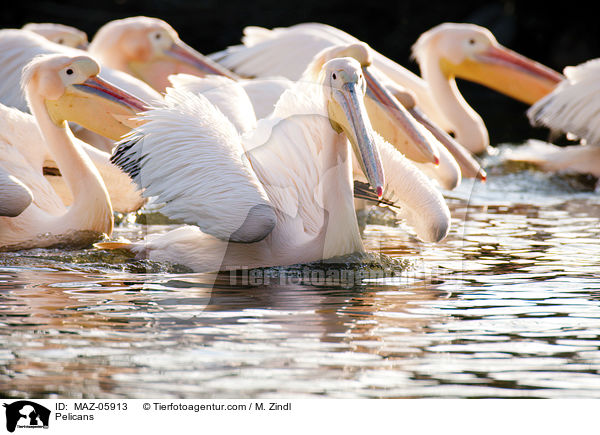 Pelikane / Pelicans / MAZ-05913