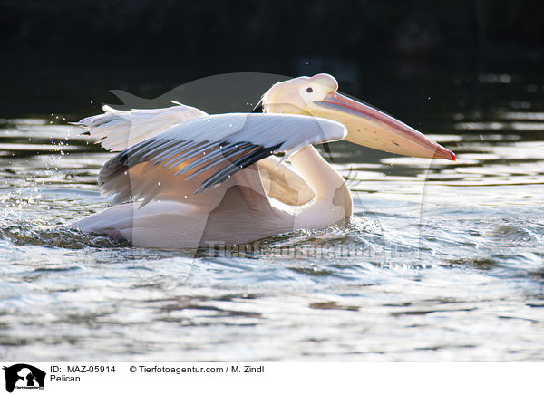 Pelikan / Pelican / MAZ-05914