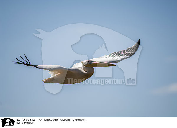 fliegender Pelikan / flying Pelican / IG-02832