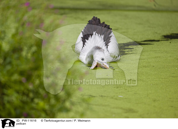 Pelikan / pelican / PW-11616