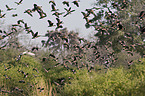 flying pelicans