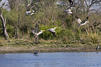 flying pelicans