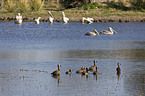 pelicans