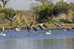 pelicans