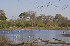 pelicans