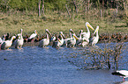 pelicans