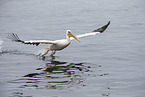pelican