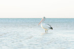 pelican