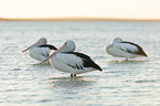 pelicans
