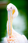 pelican