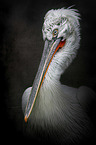 Pelican portrait