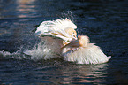 two pelicans in the water