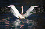 Pelican