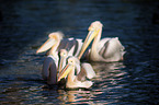 Pelicans