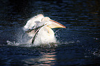 Pelican