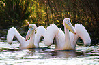 two pelicans in the water