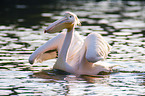 Pelican
