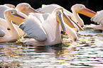 Pelicans