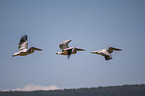 flying Pelicans