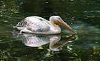 pelican