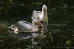 pelican