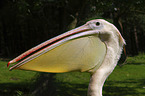 pelican