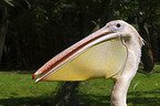 pelican