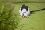 pelican
